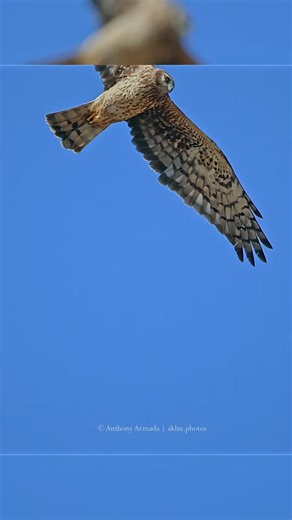 Northern Harrier in flight. One of the instances where they flew high in the sky a sure sign that they will hunt further away and that I must call it quits 😅🤣. #northernharrier #birdsinflight #wildlife #birding #birdsofprey #raptor #hawk | Anthony Armada