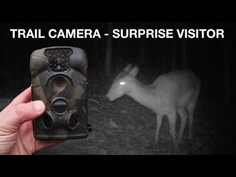 Trail Camera Footage - Surprise Visitor