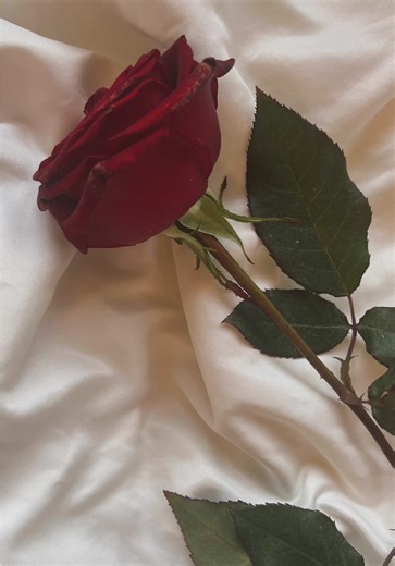 Drying Roses in Silica Gel