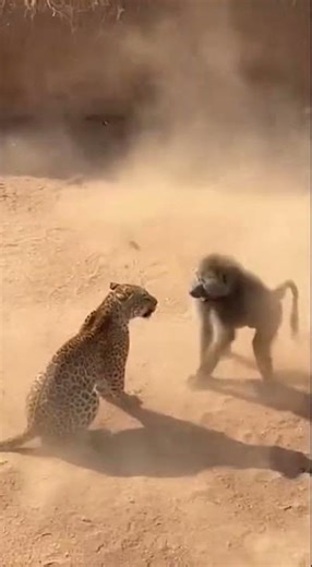 RAW FOOTAGE: Baboon vs Leopard Brutal Fight - Who Wins?!
