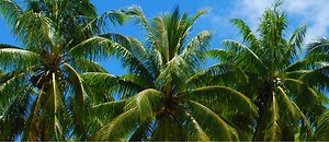 Java - Completed - Paradise Found [v1.0.04] [Alcahest]