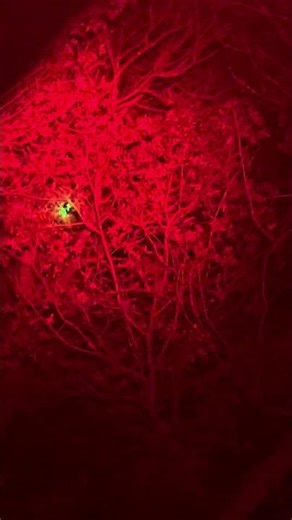 I’m track Jesus and thunder is tracking ricky raccoons