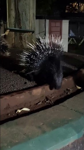 Indian Crested Porcupine || Mullan panni​ || #porcupines #porcupine #wildanimals #wildanimal