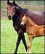 British Breeding schemes explained - Horse & Hound