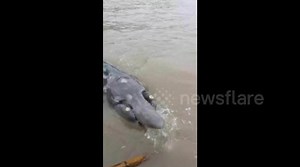 Fishermen catch giant, bizarre-looking fish in China