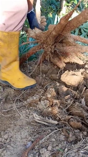 This Soil Grows Monsters 🍠#AmazingHarvest #satisfying #farming #nature