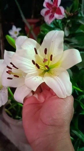 Asiatic Lily Flowers ✨♥️#nature #flowers #love #gardendesign #trending #shorts #youtubeshorts