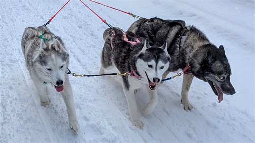 12K views · 976 reactions | We got so much snow, and we aren't sure...