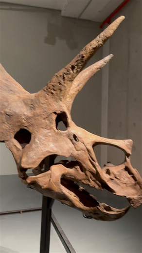 Seeing A REAL Dinosaur Fossil For The First Time!