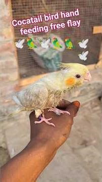 Cocatail bird hand feeding free flay #trending #pigeon #birdsmarket #shorts #seramporepetmarket