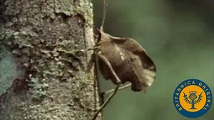 Brown leaf and leaf-blemish katydids' mimicry | Britannica