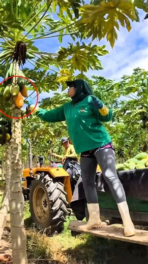 Why Farmers Pick Green Papaya First।