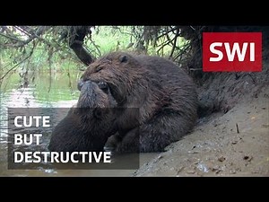 Beaver attack!