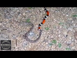 King Snake vs Gaboon Viper