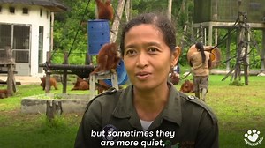 Orphaned baby orangutans learn to be wild