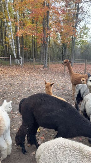 Hey, did ya know that alpacas (& llamas) make a unique noise when they feel a predator is around!! Luckily, it was just my dog they were scared of! Watch Bailey & Sass warn the herd that there may be something suspicious going on. | Tangled Timbers Alpaca Ranch
