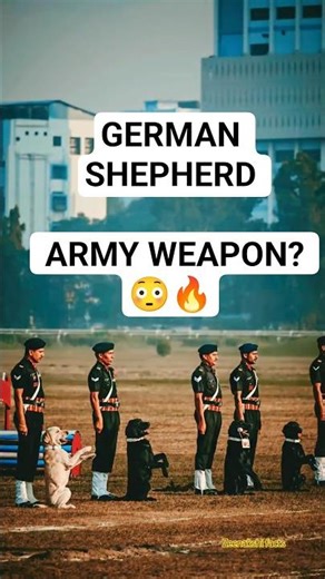 Why Indian Army Trusts German Shepherd? | Silent Warrior of Indian Army 🐕‍🦺🇮🇳