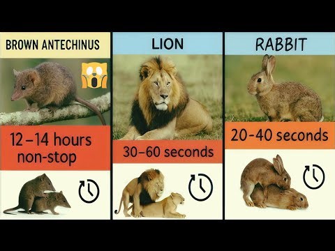 😱Unbelievable: Animals Shocking Mating Time Comparison | Amazing Wildlife Facts #worlddata #animals