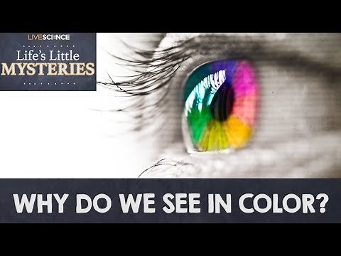 Why Do We See in Color?