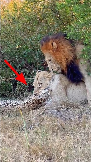 Lions Pride Attack Leopard By info fact News
