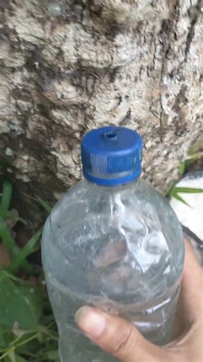 The process of freezing rubber sap with special vinegar water#latex