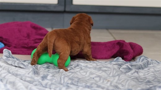 Labradoodle puppy for sale