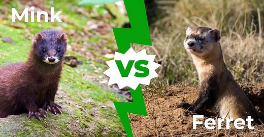 Mink vs Ferret: 5 Main Differences Explained