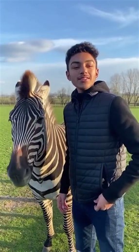 Fun with Zebra amazing