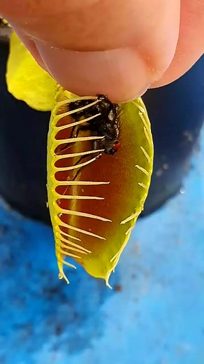 Annoying bug gets squished by Venus Flytrap #reels #reelsvideo #reelsviral #asmr #ASMR #viral #fyp #trend #trendingreels #trending #plant #reels #reelsviral #reelsinstagram #reelsvideo #trendingnow #reelsvideo #Facebookreelscontest | Carnivorous Plants