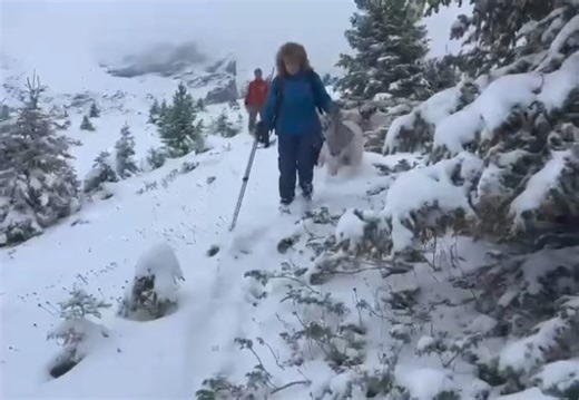 284K views · 7.2K reactions | IL FAUT VITE REDESCENDRE... En raison des fortes chutes de neige sur les Alpes suisses ! Ici, dans les alpages de Zweisimmen (Haut-Simmental-Gessenay-Canton de Berne-Suisse). Un très grand merci à Ueltschi Agathe Richard pour cette vidéo. Et bon courage à toutes celles et ceux qui sont encore en alpage, en raison de ces intempéries hivernales très précoces. | La Place du Village | Facebook