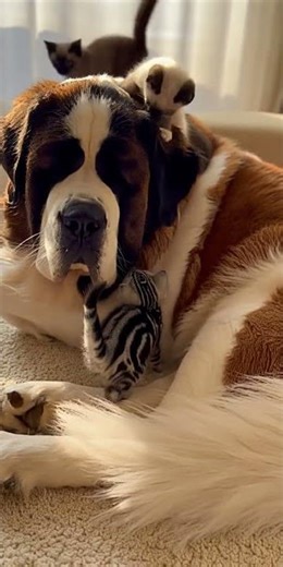 #無奈 🤣 四隻小惡魔把大狗當肉墊！這隻狗狗的脾氣也太好了吧！#NaughtyKittens 🐾 Giant Dog vs 4 Tiny Bosses! Pure Helplessness!