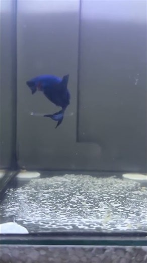 Blue Alien Mahachai Wild Betta 🛸 #bettafish #aquarium #fishcare