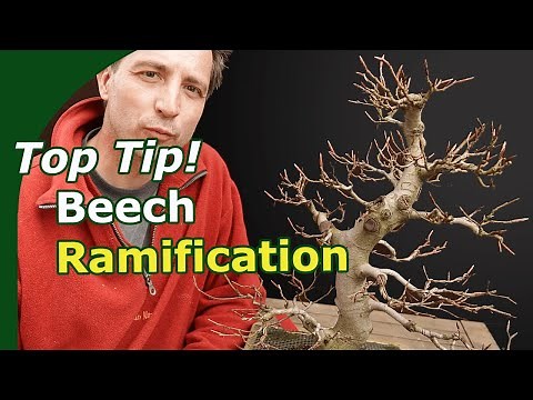 Top Tip: Double Your Beech Ramification