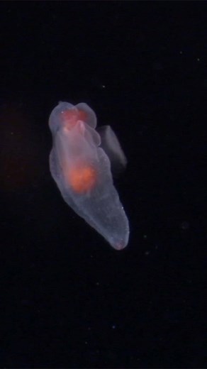 A sea angel (clade Gymnosomata) flaps its parapodia in the dark waters of the Pacific Ocean.👼 #HappyHolidays | Discovery