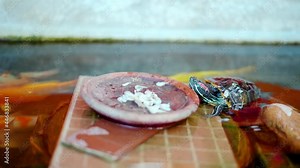 The Red-eared Slider turtle come up and eat the food that had been prepared.