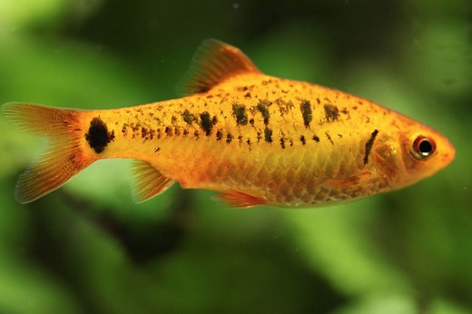 Gold Barb Care: 3 Simple Steps for a Lively Aquarium