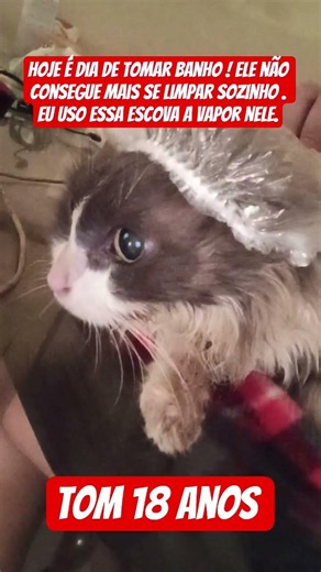 how to bathe a senior cat tutorial . #cats