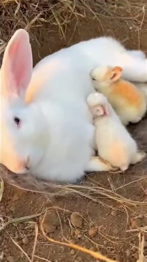 Peaceful Moment: Baby Rabbits Nursing 🐰🤍 | Pure Nature Sounds