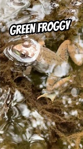 Hey there Green Froggy #Shorts