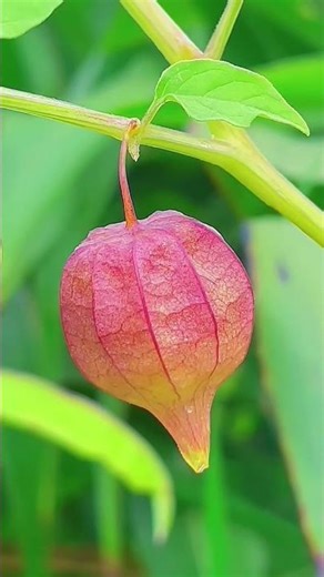 Goldenberry Harvest: Growing & Eating the Delicious Physalis Fruit (Ciplukan/Cape Gooseberry)