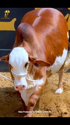 Fine Cattle Farm 2026🔥 Coconut ❤️‍🔥 #Mashallah 🥰 #season2026 | Cattle Craze.ρK