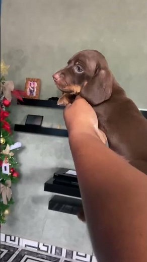 Baby dachshund 🐶 #dog #pets #fypシ #cute-pets