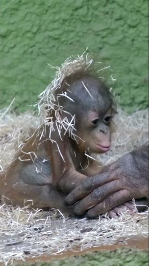 Cutest Ever Baby Orangutan Sitting Up !!