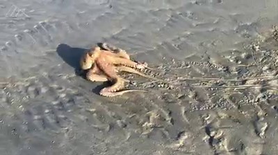 3.5K views · 55 reactions | Here's something you don't see everyday! An octopus was spotted walking across the sand at South Topsail Island, North Carolina. https://trib.al/cvOQZOu | The News & Observer | Facebook