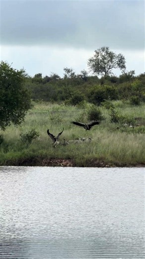Vultures swarm around feast in Kruger National Park, South Africa
