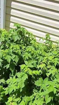 6/23/25 Large Fall Gold Golden Raspberry Summer Crop Still Producing #garden #gardening #raspberry