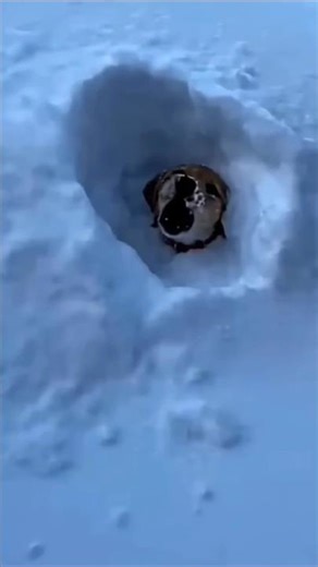 Puppy vs Deep Snow fun(Wait for it!) 😭❄️ #shorts #dog