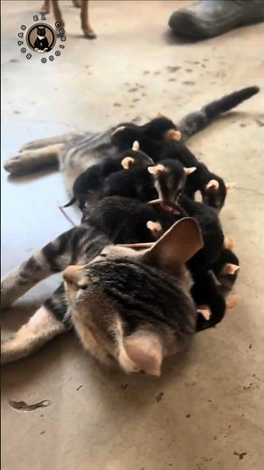 Do opossums sleep hanging upside down? #shorts #viralvideo #viralshorts