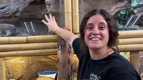 In a Box with Giant Snakes + Feeding a Wild Monitor Lizard