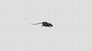 Rat - Running Transition - Alpha Channel